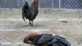 Animal Cruelty