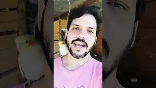 RECADO DE DENTRO DO VIVEIRO! #viveiroamigodepenas #calopsitas #amigodepenas
