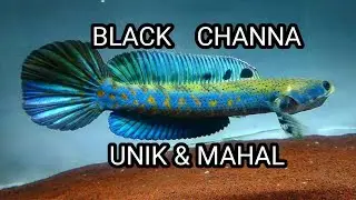 BLACK CHANNA | IKAN CHANNA HITAM