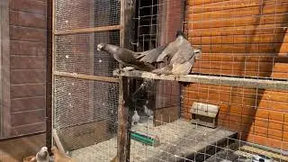 Голуби Tauben Pigeons Viktor Herzog  2 Часть