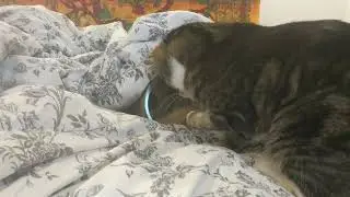 Nym and the Chirp Toy