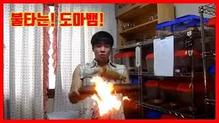 도마뱀 불타오르네