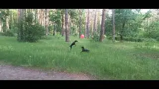Джоник и Гром