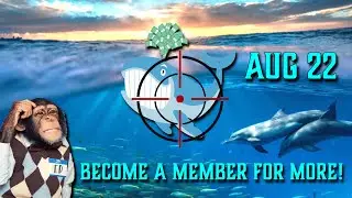 HUNTING Unusual Whales Aug 22 with Timestamps