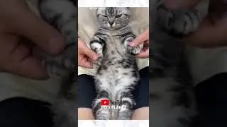 Popping Cat Pops Your Troubles Away. Cat Popping Dance Video