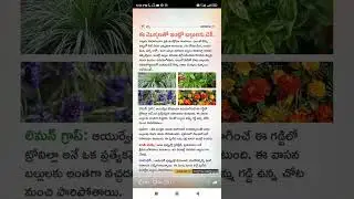 trees inside the house #Shorts #Short #Viral #TeluguAUTOnews #Telugu #reels