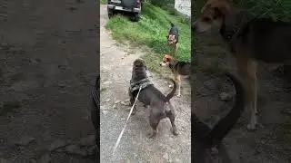 Нападение бродячей банды.