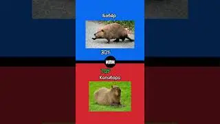 Что ты выберешь ?