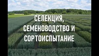 Селекция, семеноводство и сортоиспытание