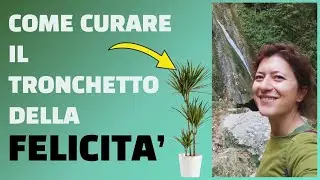 Tronchetto della felicità come curarlo