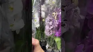 Привоз орхидей в гипермаркет ОМА Минск Боровая 21 августа