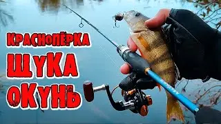 Окунь, щука, краснопёрка | Ультралайт в Прикубанском лесу.