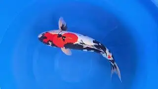 Showa doitsu #koigarden #koi #koifish