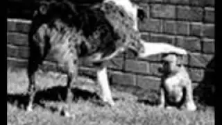 loldogs