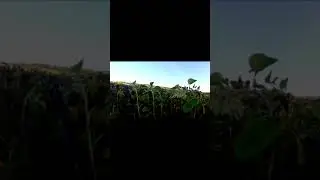 Охота на Вяхиря в подсолнухе.  Короткое видео.