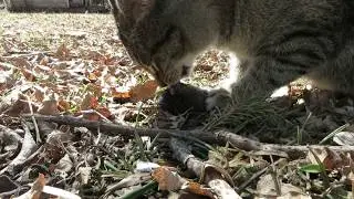 Cat Eating Mouse