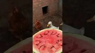 Утки против арбуза😱