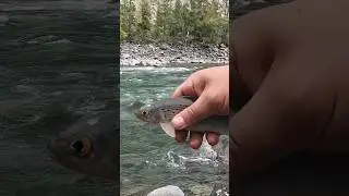 РЫБАЛКА НА ХАРИУСА ОСЕНЬЮ #хариус #рыбалканахариуса #grayling #flyfishing #рыбалка #shorts #алтай