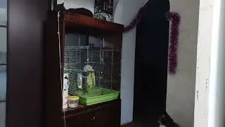 Крыс пытается затащить свою упавшую подстилку.