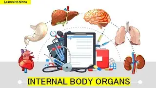 Internal Body organs | Internal organs of the Body | Internal body parts and their functions | EVS