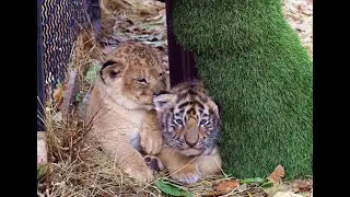 Friendship of tiger and lion. Lions Park Taigan.