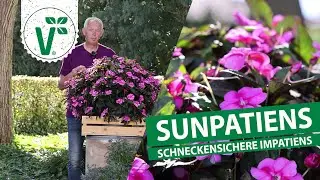 Schneckensichere Sunpatiens