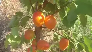 Сверхранний сорт абрикоса Вондер Кот (Wonder Cot) - отзыв и видео от питомника Макси Сад.
