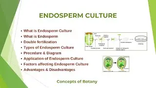 Endosperm Culture| Types & Procedure| Double Fertilization| Hindi/Urdu| Concepts of Botany