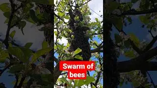 BEES.  Swarm of bees. Carpathians. Бджолиний рій.