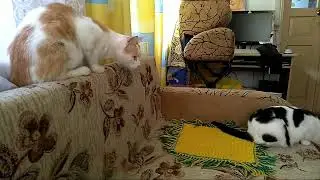 Коты и робот-пылесос. Первое знакомство