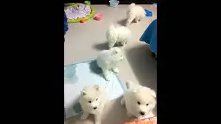 超级可爱的宠物视频 可爱的动物 #shorts #10567