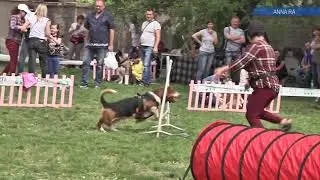 Бассет хаунд Гном