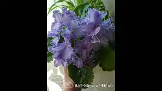 ВаТ-Мирное Небо