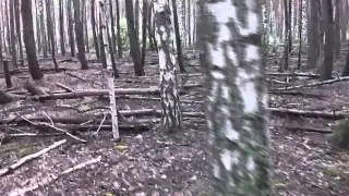 "Пьяный лес" в Шиловском районе.
