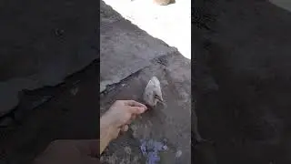 Индюшонок ест стрекозу