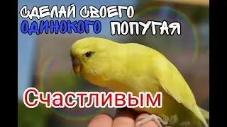 Звуки волнистых попугаев (1 Час пения Счастливых волнистых попугайчиков) Budgie sounds