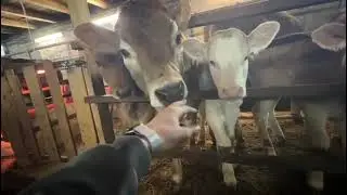 Перед вечерней дойкой