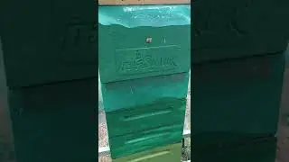 Подсадка матки ИО надёжно