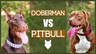DOBERMAN VS PITBULL