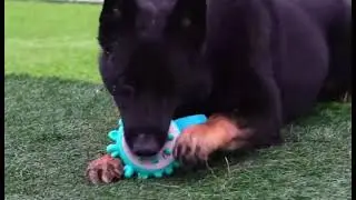 Dog Chew Toy
