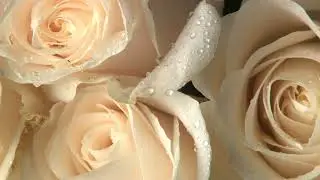 rotating wet white roses