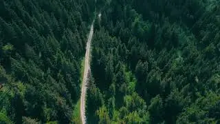Леса Тропа В Лесу Дорога · Бесплатное видео