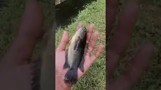 mancing puyu black water | #shorts