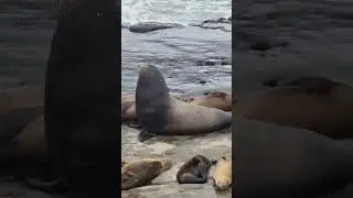 This Male Sea Lion is Ginormous!