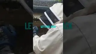 Killer Honey Bees don’t want to move home! #killerbee #killerbees #honeybee