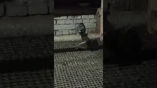 старые чубатые