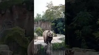 Серьезный Мишка Медведь, видео с животными 