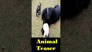 Animal Teaser / Mom and baby dog feeding video #shorts #video #dog #short #cute