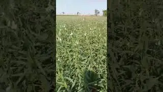 ખેડૂત 🌴 ખેતીવાડી #farming