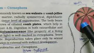 Phylum Ctenophora characteristics #ctenophora #animalkingdomclass11